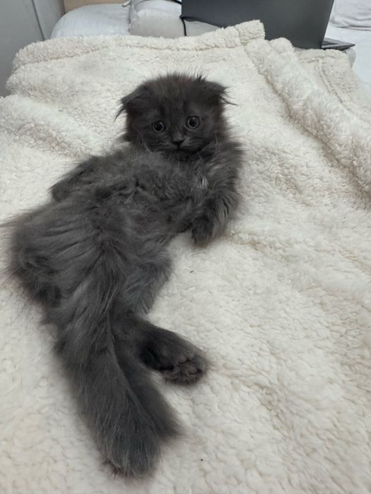 Продам котенка девочка породистая