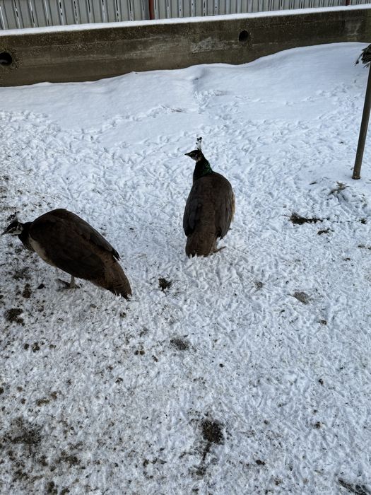 Pauni albastri de vanzare.