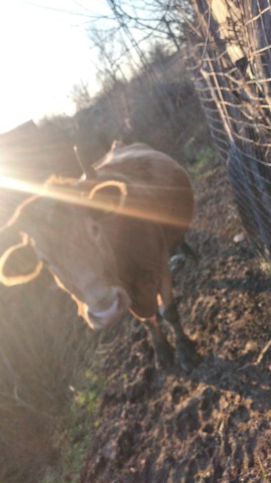 Vaca de vânzare a fătat acum 3 zile un tauras se vând împreuna
