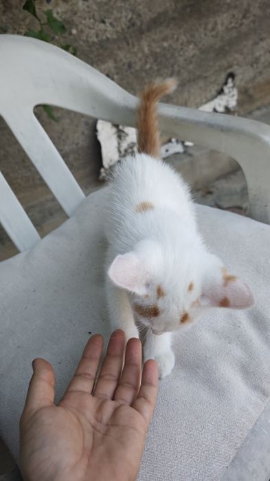 Котёнок ищет семью