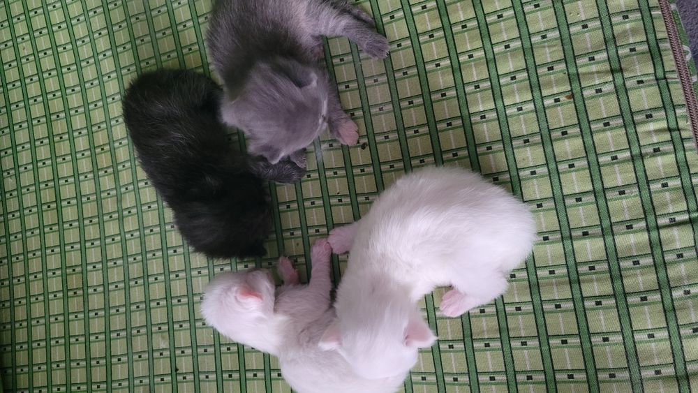 Котята шотландские вислоухие