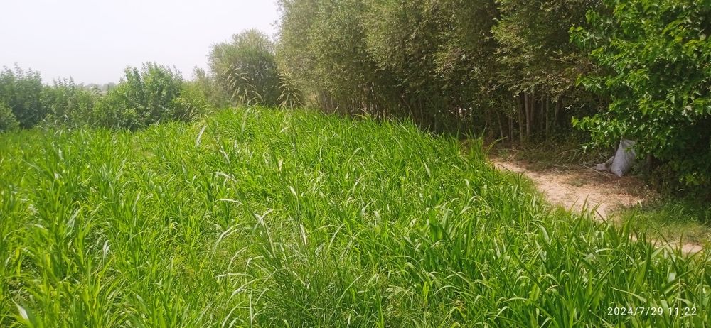 5 soʻtq Yer sotiladi manzil Termiz tumani mustaqillik masalasi