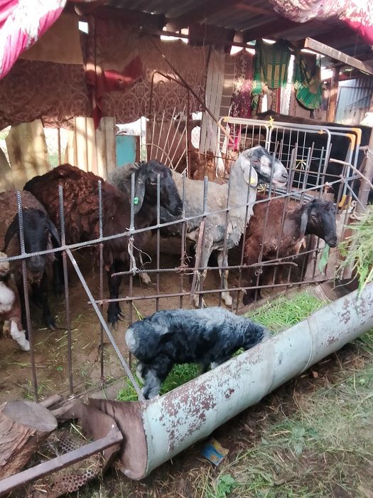 *Козы корова бараны