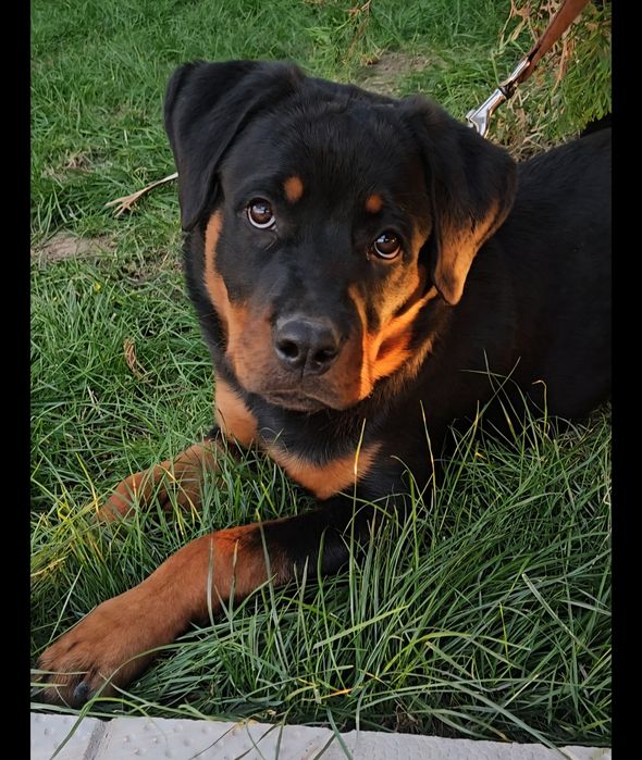 Продам ротвейлер, 1 год