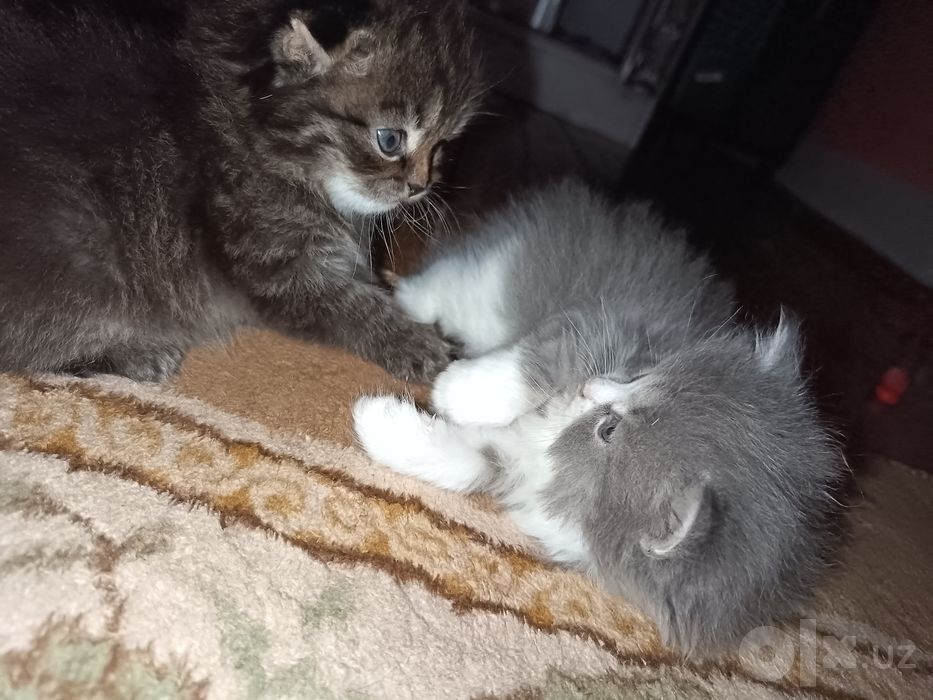 Продаются котята