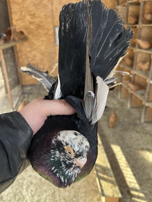 Продам  голубей!