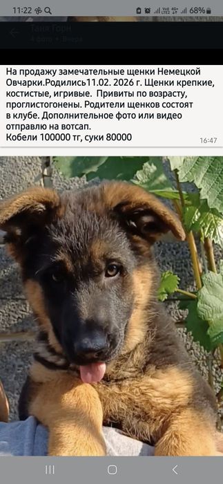 Продаются щенки немецкой овчарки