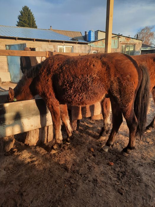 Тяж тай сатылады
