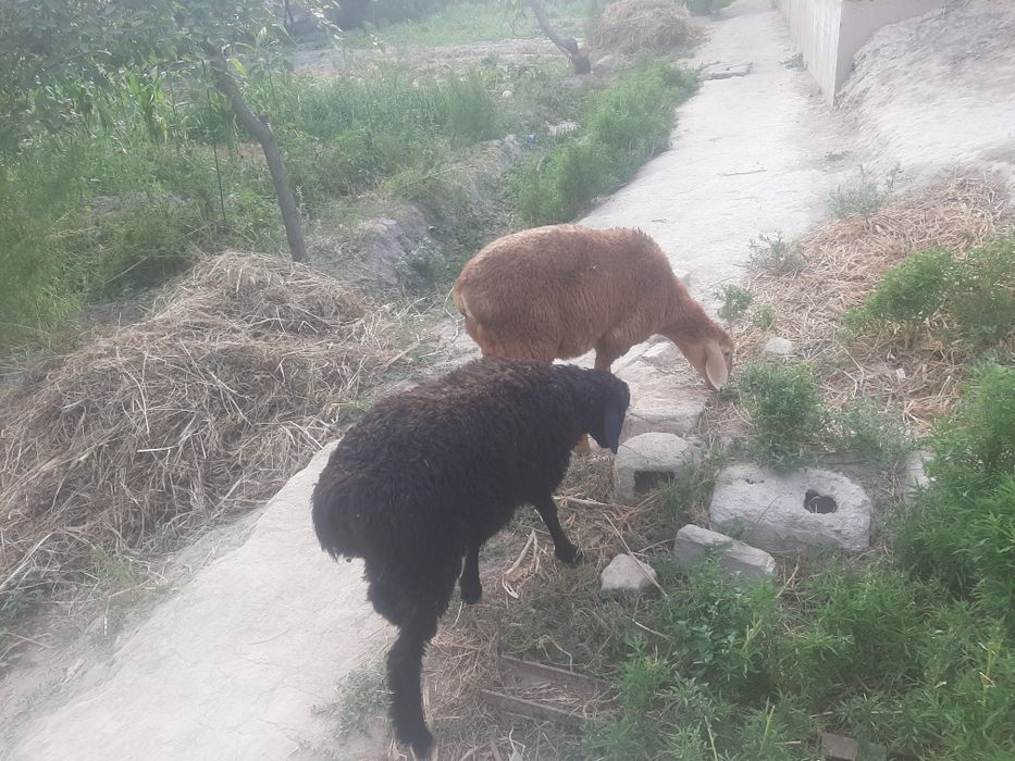 Qo'zi qo'chqorlar sotiladi