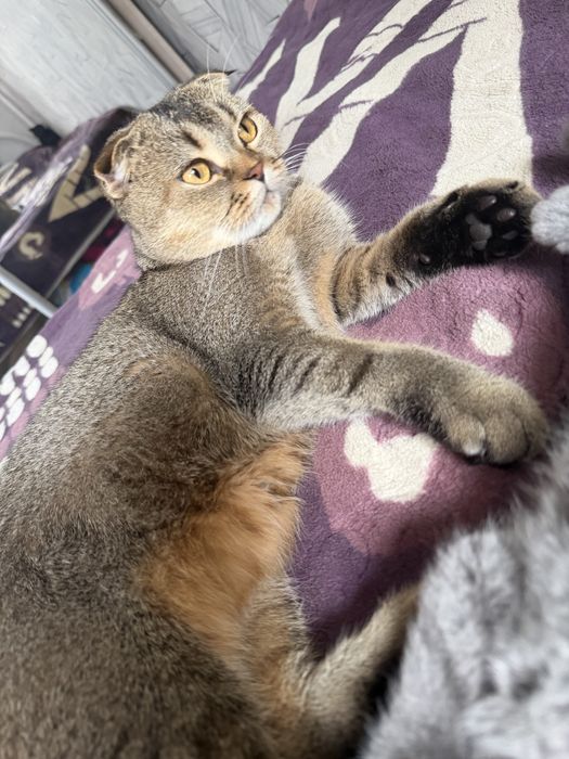 Котята шотландские