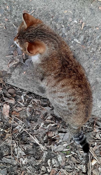 Котик приносящий счастье