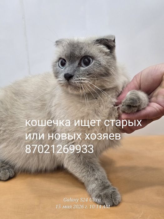Кошечка ищет дом