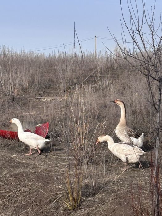 Продаи семью гусей