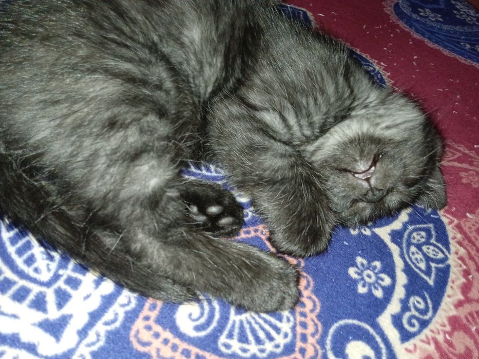 Сирайт .1 месяц .Приучены.