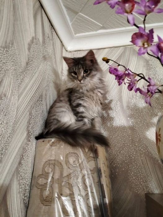 Срочно в добрые руки