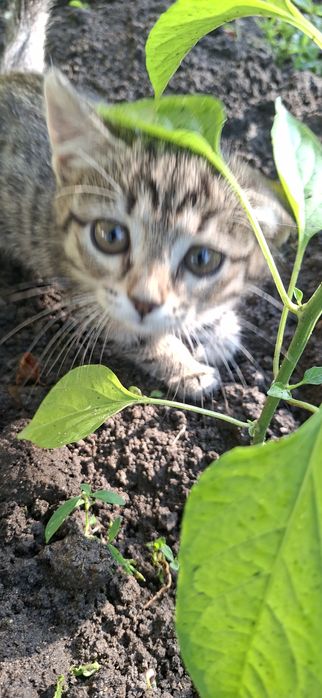 Котёнок мальчик добрый