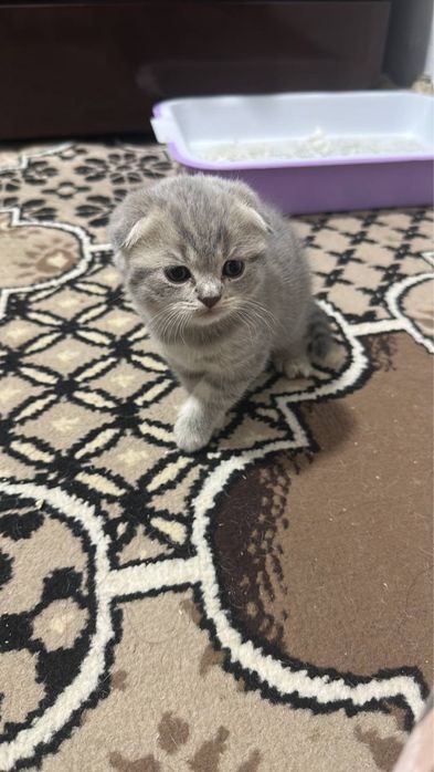 Прадаётся кошка маму тоже продадим очень умная