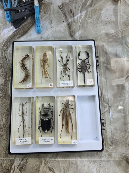 Vand 5 insectare