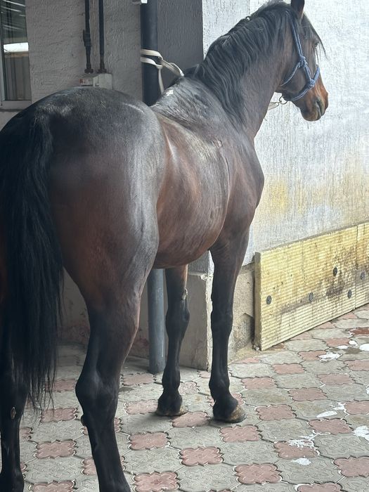 Айгыр жеребчик лошадь жеребец