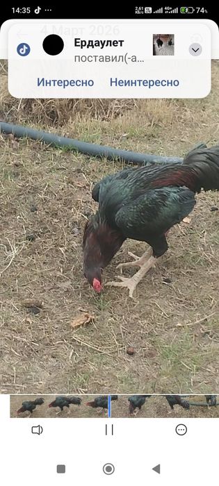 Сатлады срочна..