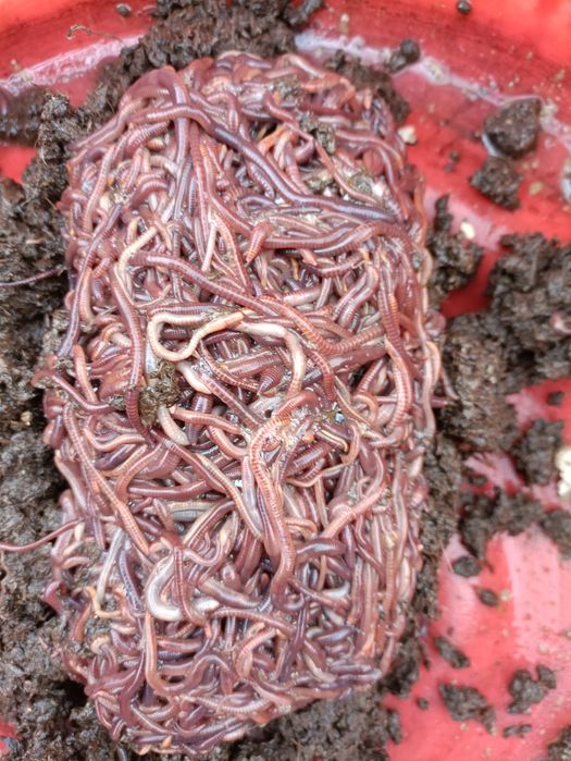 Калифорния  кизил  чувалчанглари.. 1 л. - 600.000.