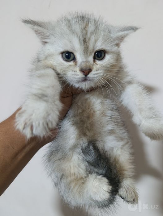 Отдам бесплатно породистого котёнка