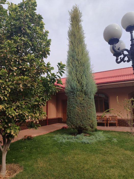 Арча кесиш дорилаш Газон Ланшафт