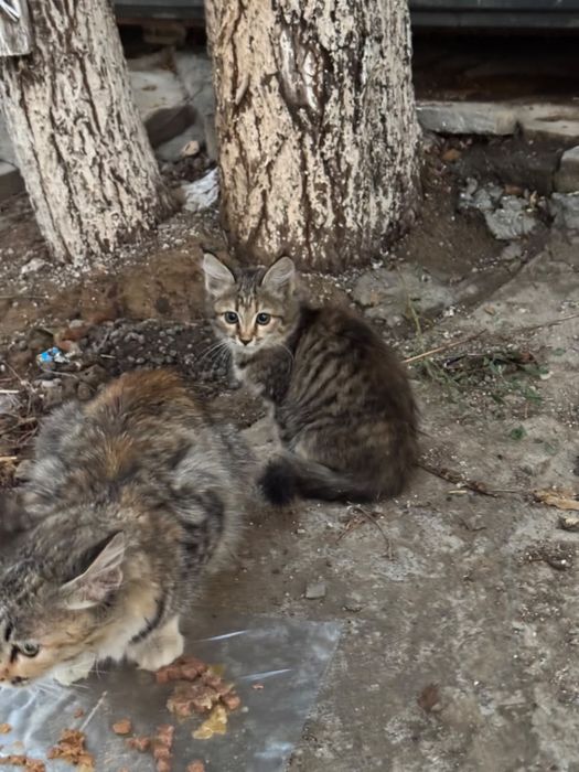Котенок ищет дом