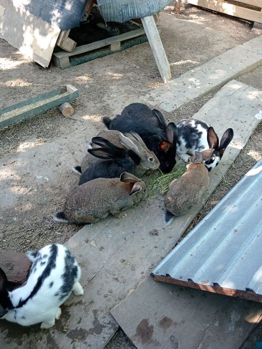 Кролики крупные,