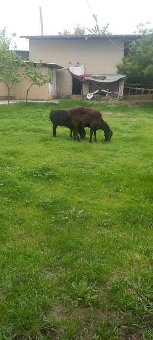 Шу она бола куйлар сотилади йиб ичишига гарантия соглом парода Афганис