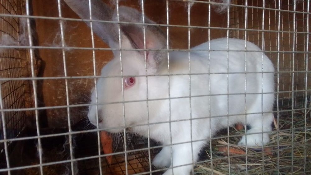 продам кролих. Бишкуль