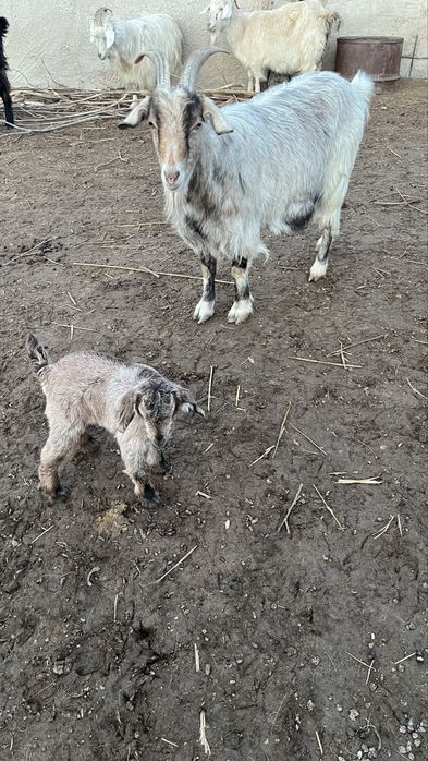 Лақты ешкі сатылады.