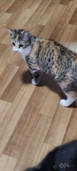 Отдам в хорошие и ответственные руки