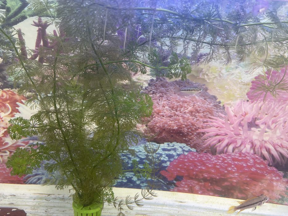 Улитки и роголистник