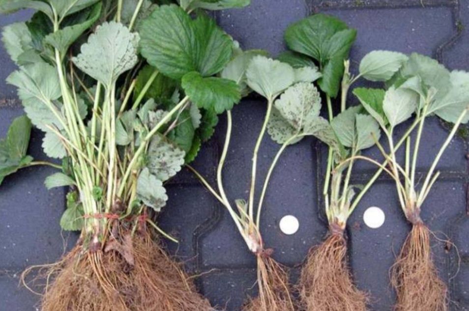 !!ВНИМАНИЕ!! Продавам Расад Ягоди и Малини