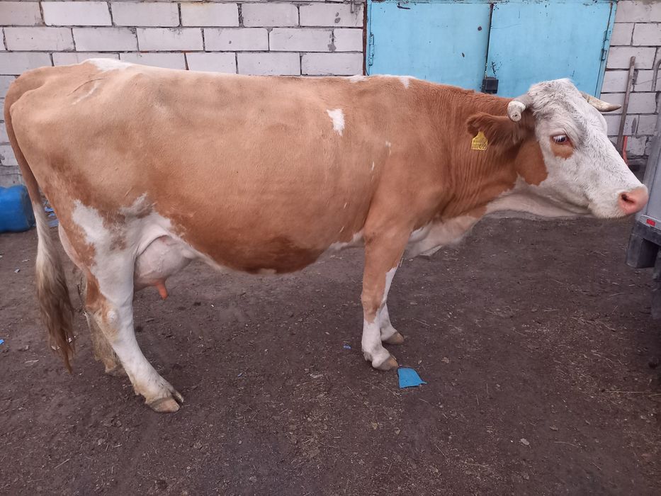 Продам дойных коров