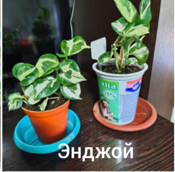 Сциндапсус, эпипремнум.