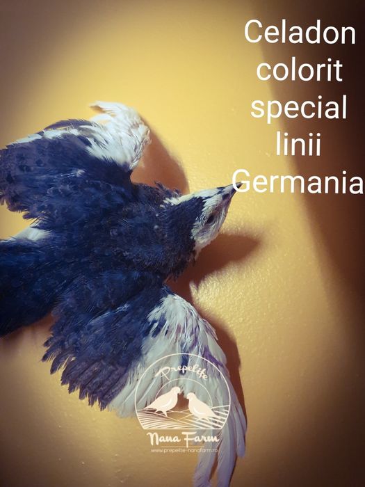 Oua de prepelita Celadon