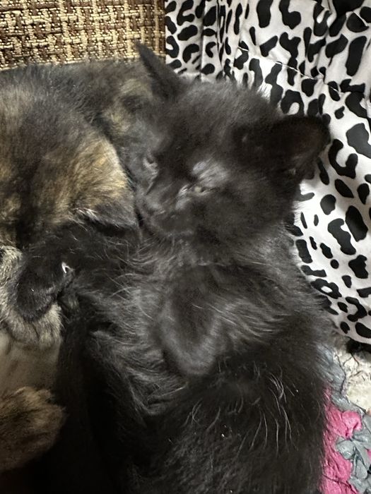 Отдам котят в добрые руки