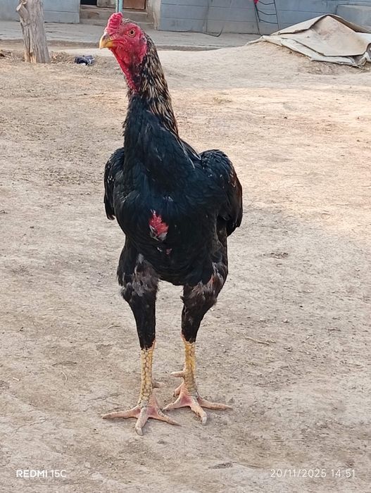 Dakan xoʻroz sotuvda