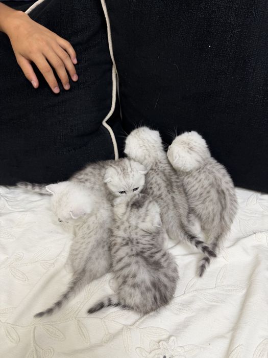 Котята шотландские вислоухие