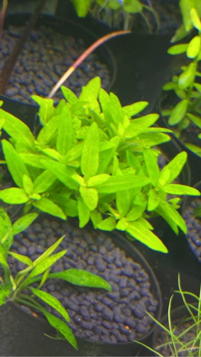 Аквариумные растения