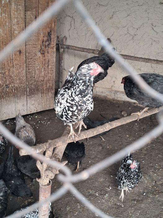 Порода Анкона куры продаются