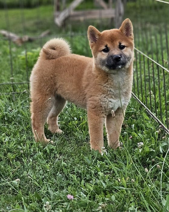 Baiat Shiba inu Pedigree