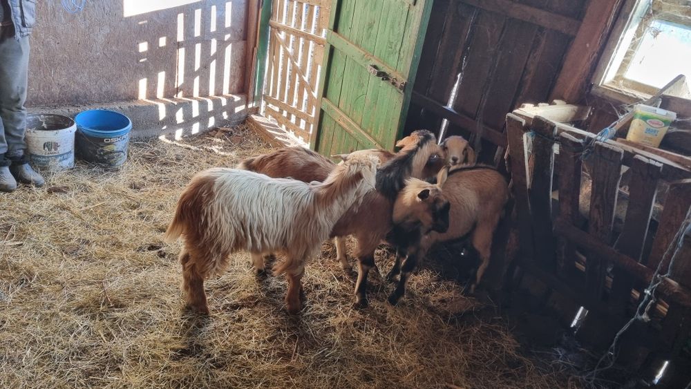 Iezi castrați de anul ăsta