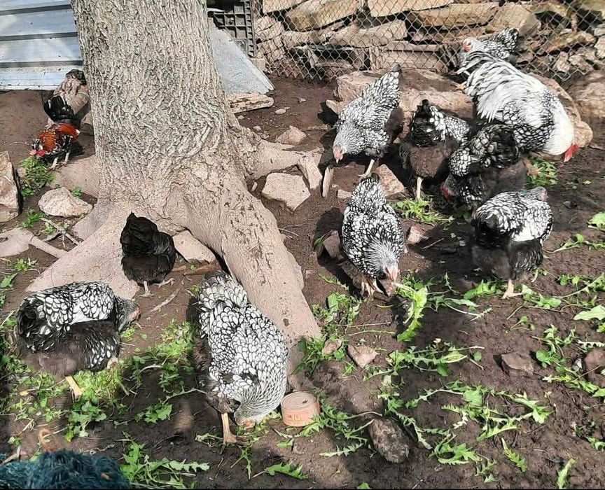 Свободни яйца от виандот