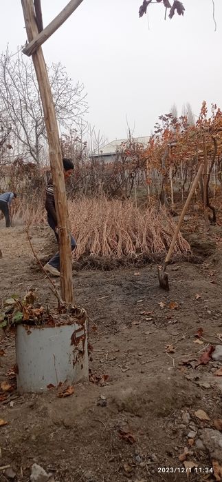 Uzum ko‘chat sotamiz