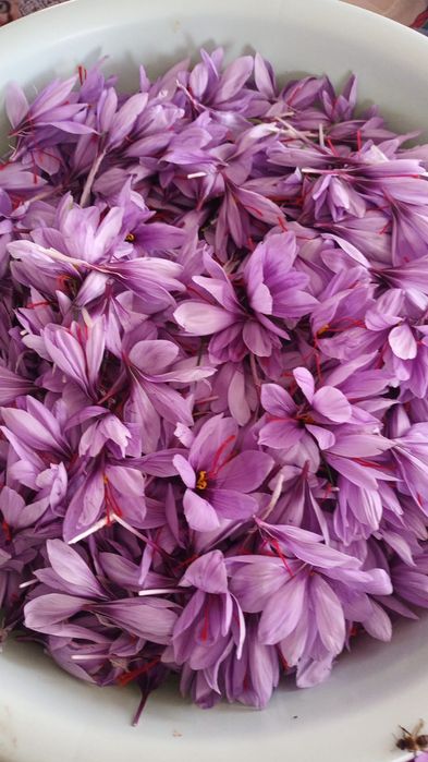 Vand sofran pistile condiment Crocus Sativus