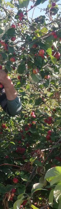 Продам дачу "уралочка"