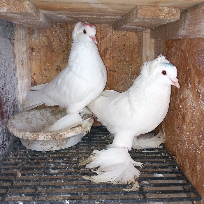 Schimb porumbei uriasi maghiari